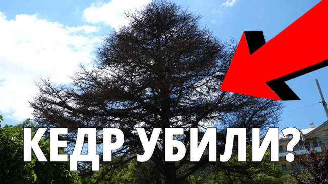 В центре Севастополя погибает вековой кедр