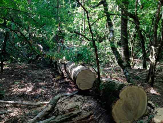 Журналисты рассказали экологам, где именно вырубают лес в урочище Ласпи