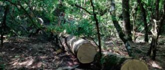 В урочище Ласпи вырубают деревья (фото, видео)