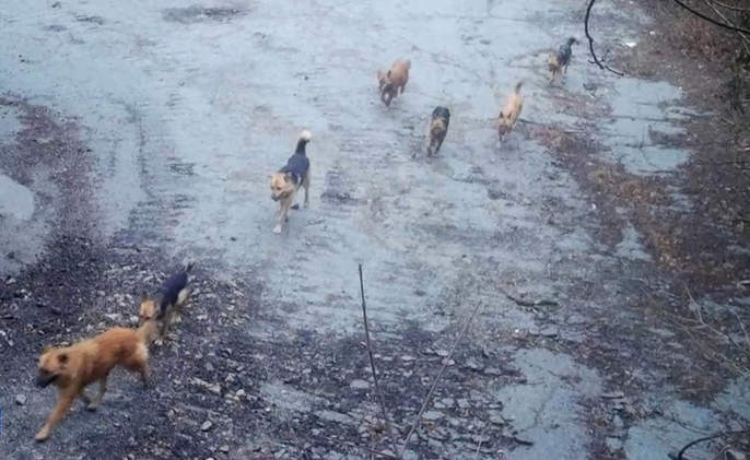 В лесах Крыма становится опасно: стая диких собак разорвала косулю