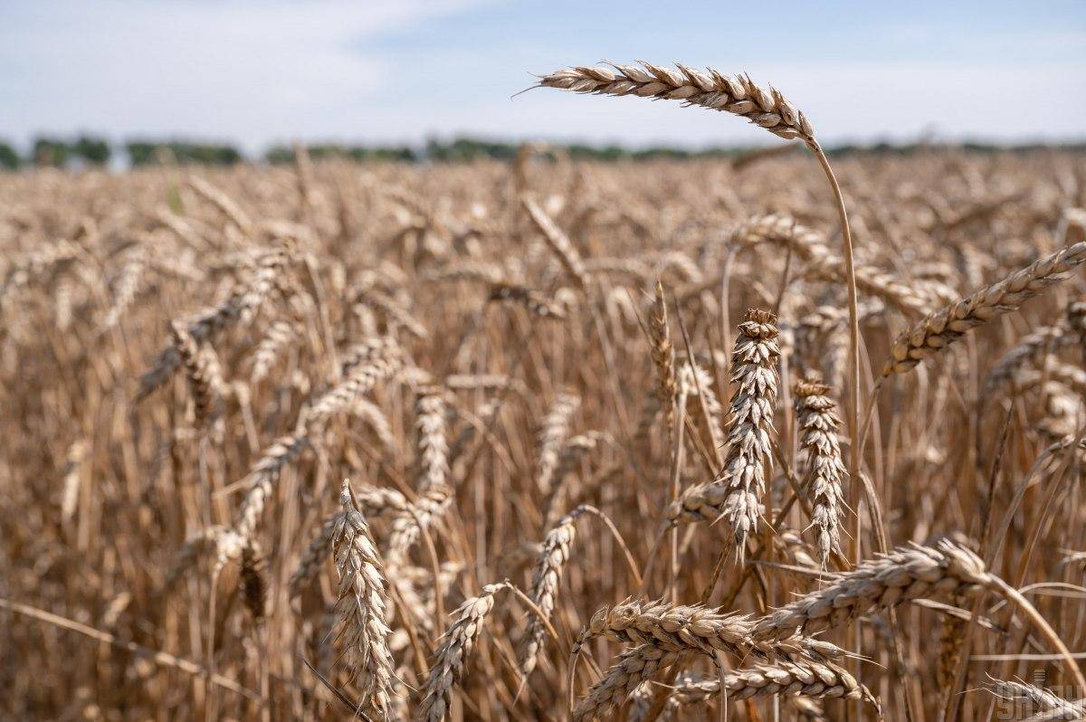 Ринок Східної Європи перенасичений аграрною продукцією України – політолог