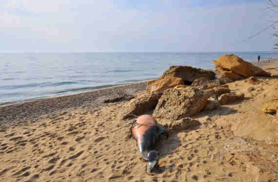 Российские ученые рассказали об уменьшении численности дельфинов в Черном море