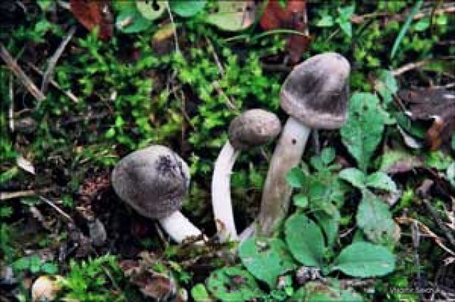 В Крыму много съедобных грибов, несмотря на заявления «Роспотребнадзора» – эксперты