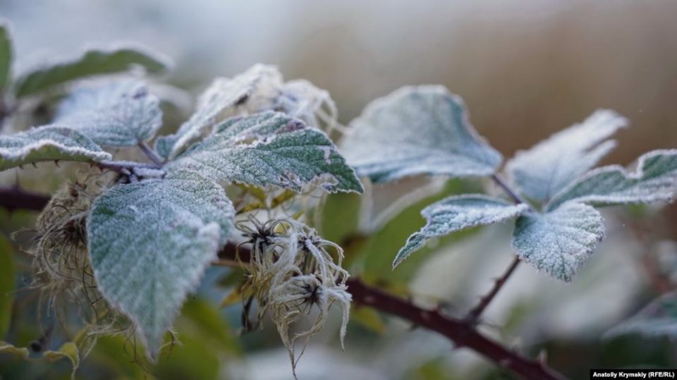 Весенние заморозки значительно сократили урожай в Севастополе в этом году