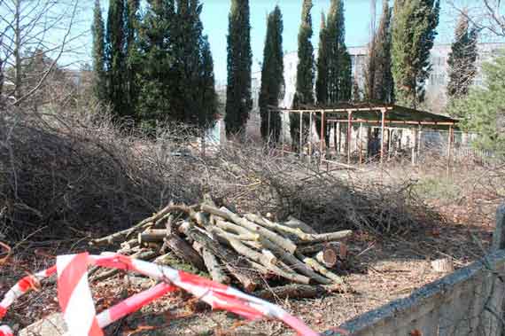 Редкие деревья и кустарники незаконно вырубили на Южном берегу Крыма