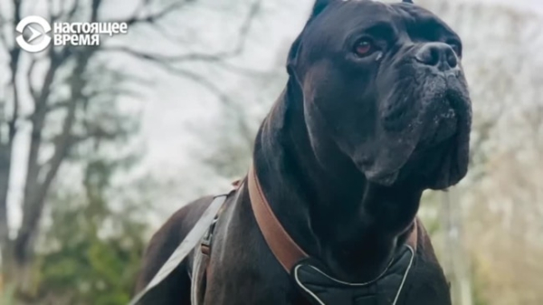 История пса, который отгрыз себе лапу и пришел к украинским военным