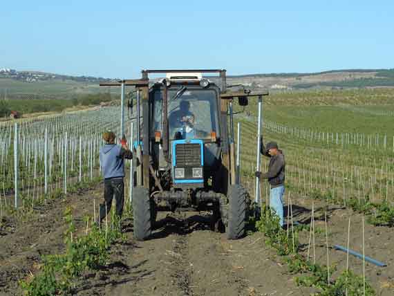 В Севастополе резко сократили высадку виноградников