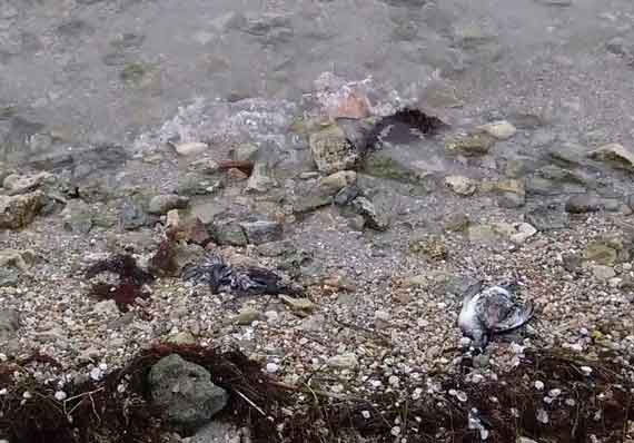 В бухте Омега массово гибнут утки (фото)