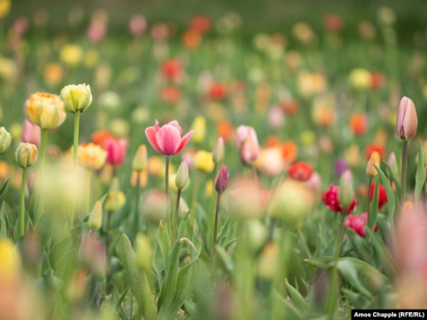 У «Добропарку» почали цвісти тюльпани. Голландія передала парку близько 400 тисяч квітів на сезон 2023 року. Фото від 24 квітня