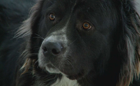В Севастополе выжившие собаки из «концлагеря» брошены на произвол судьбы