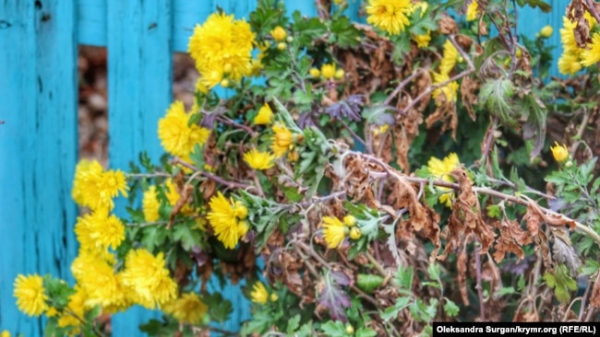 Квіти у дворі приватного будинку. Перекоп, Крим, 2018 рік