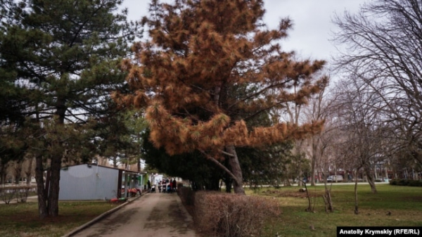 Зів'ялі сосни у парках і скверах міста, Армянськ, Крим, 12 лютого 2019 року