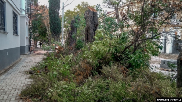У Севастополі робітники спилюють дерева софори, жовтень 2019 року