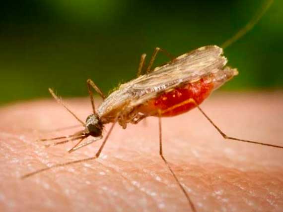 Малярию в Крым завозят из эндемичных стран