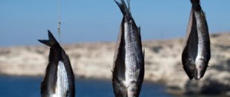 Рыбаки в Крыму заявляют, что готовы перекрывать трассу из-за квот на вылов