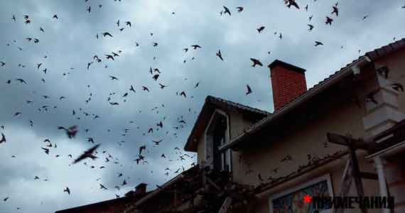 Обезумевшие ласточки атакуют дом в Черноречье (видео)