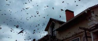 Обезумевшие ласточки атакуют дом в Черноречье (видео)