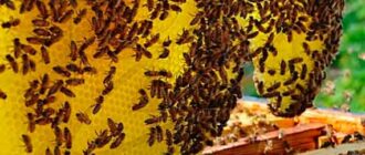 В Никитском ботаническом саду проходит международная конференция ведущих специалистов в области пчеловодства