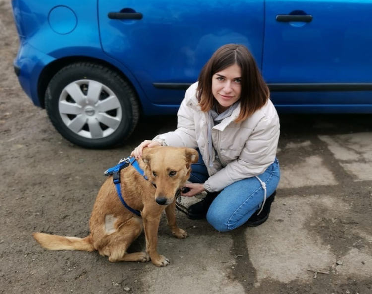 «Тащили за машиной, лужа крови»: в Крыму приютили изувеченную живодерами собаку (видео)