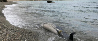 Гинуть сотнями: окупанти в Криму продовжують вбивати дельфінів