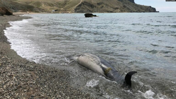 Гинуть сотнями: окупанти в Криму продовжують вбивати дельфінів0