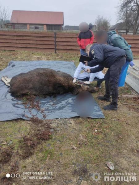 Ковельські поліцейські спільно з лісівниками встановили зловмисника, який вбив вагітну самку лося на Ратнівщині2