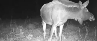 На території «Дермансько-Острозького» парку зафільмували лося