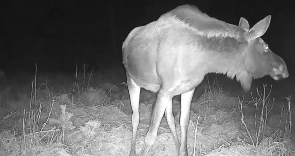 На території «Дермансько-Острозького» парку зафільмували лося