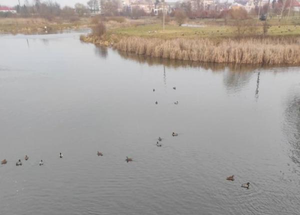 У Ковелі зграя лебедів розважає відвідувачів набережної5