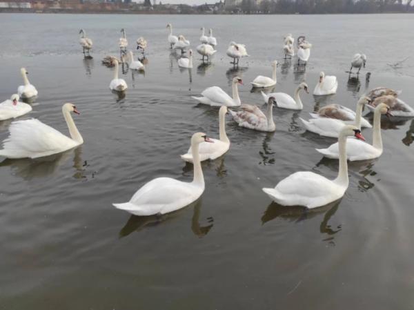 У Ковелі зграя лебедів розважає відвідувачів набережної3