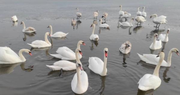 У Ковелі зграя лебедів розважає відвідувачів набережної