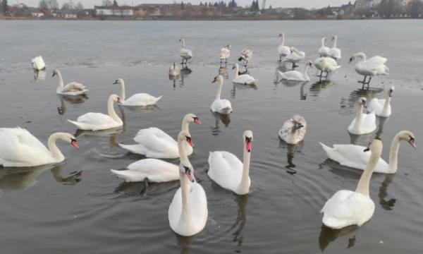 У Ковелі зграя лебедів розважає відвідувачів набережної1