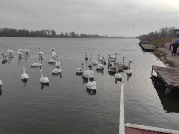 У Ковелі зграя лебедів розважає відвідувачів набережної4