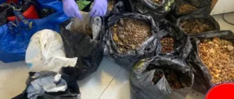 Жителя Клеваня судитимуть за зберігання понад 100 кілограмів бурштину