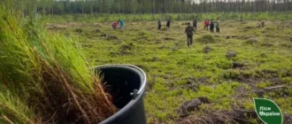 На Львівщині лісництво перевиконало план збільшення лісозаготівлі