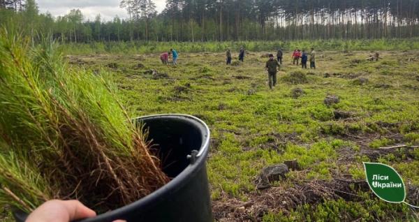 На Львівщині лісництво перевиконало план збільшення лісозаготівлі