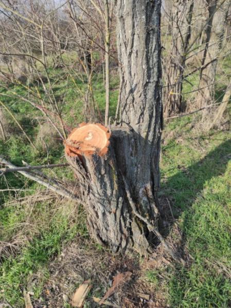 У Іванівській громаді незаконно вирубали три лісосмуги4