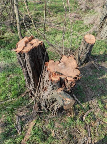 У Іванівській громаді незаконно вирубали три лісосмуги1