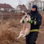 У Ковелі із замерзлої річки дістали ще одну собаку