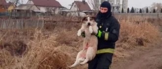 У Ковелі із замерзлої річки дістали ще одну собаку