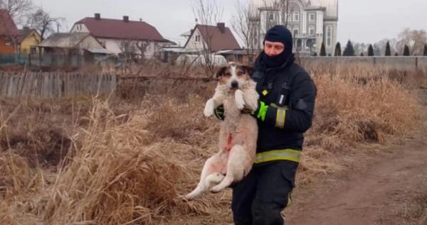 У Ковелі із замерзлої річки дістали ще одну собаку