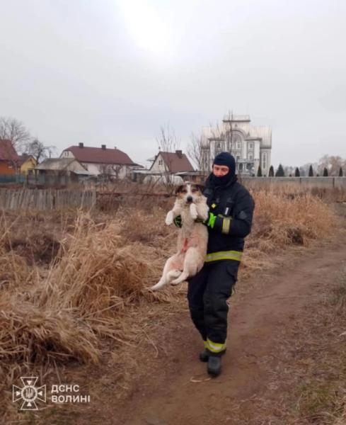 У Ковелі із замерзлої річки дістали ще одну собаку1