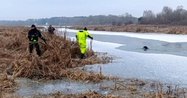 У Ковелі з холодної річки врятували собаку