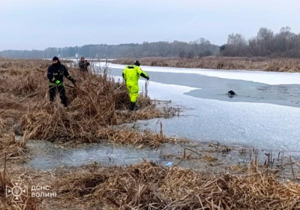 У Ковелі з холодної річки врятували собаку1