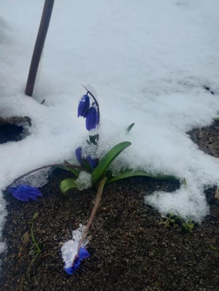 Старовижівщину засипало снігом2