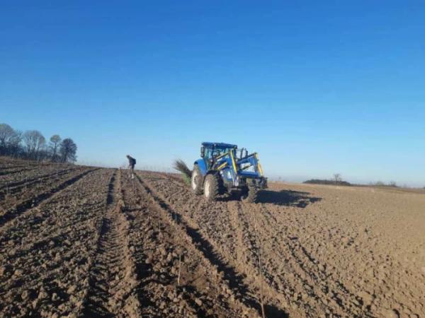 Вісім гектарів вишневого саду у селі Велика Омеляна