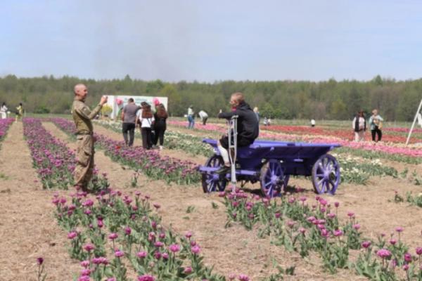 На Ковельщині відкрили тюльпанове поле 202519