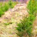 На місці бурштину нові ліси: на Рівненщині відновлюють сплюндровані землі