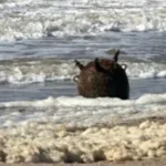 На Одещині військові знищили морську міну, яку винесло на узбережжя