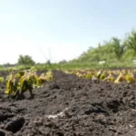 На Волині оголосили попередження про травневі заморозки